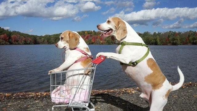 Cute Dogs And Cats Doing Funny Things